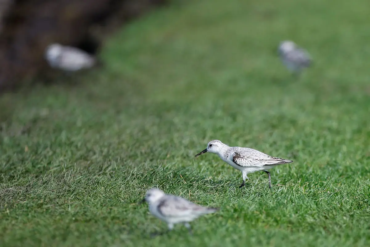 الحيوانات المفترسة بديل فعّال للمبيدات الحشرية