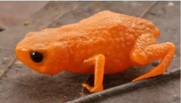 Brachycephalus lulai