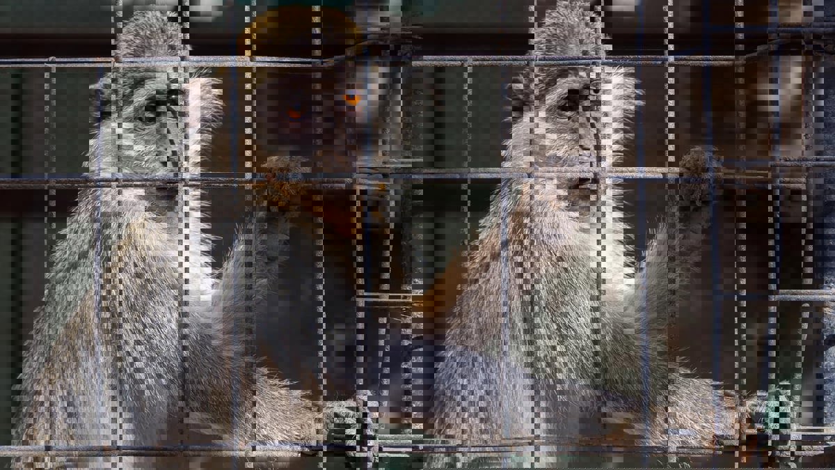 انقراض حيوانات برية نادرة في السودان بسبب الحرب