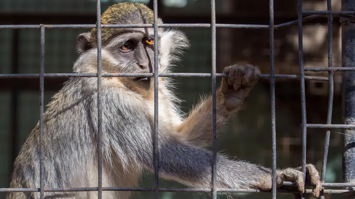 انقراض حيوانات برية نادرة في السودان بسبب الحرب
