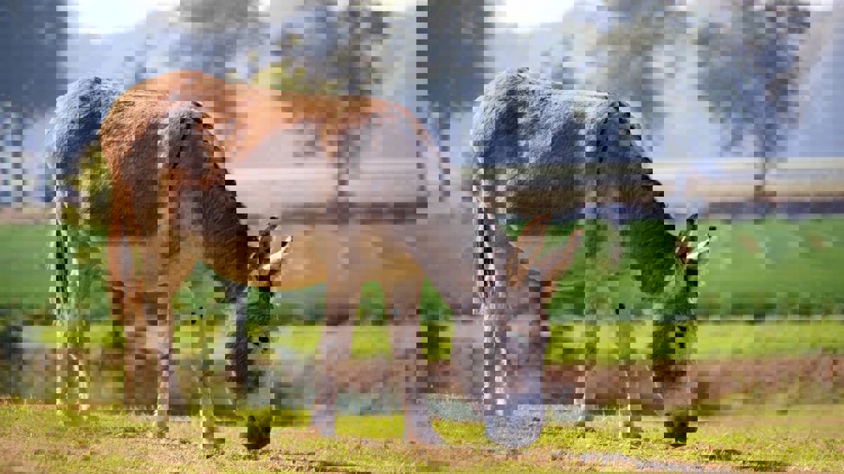 جلود الحمير.. تجارة أفريقيا الرائجة في الصين