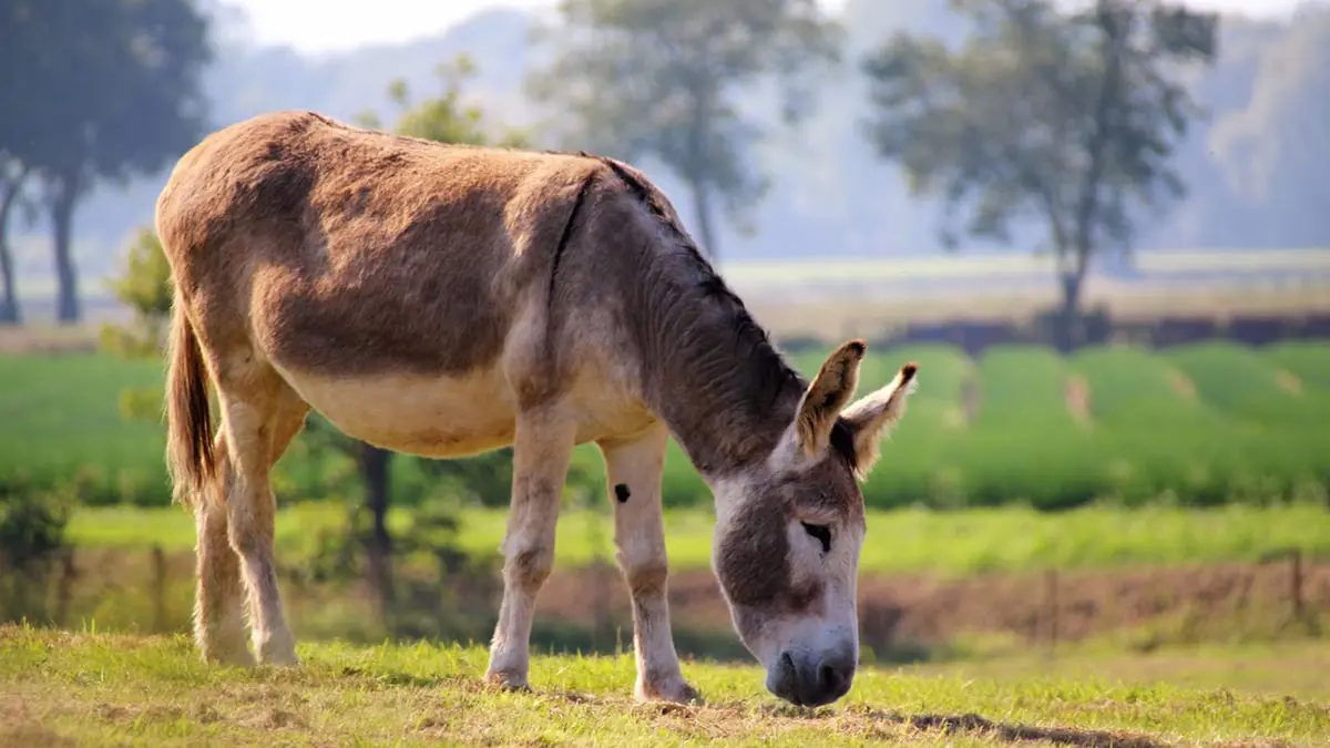 جلود الحمير.. تجارة أفريقيا الرائجة في الصين