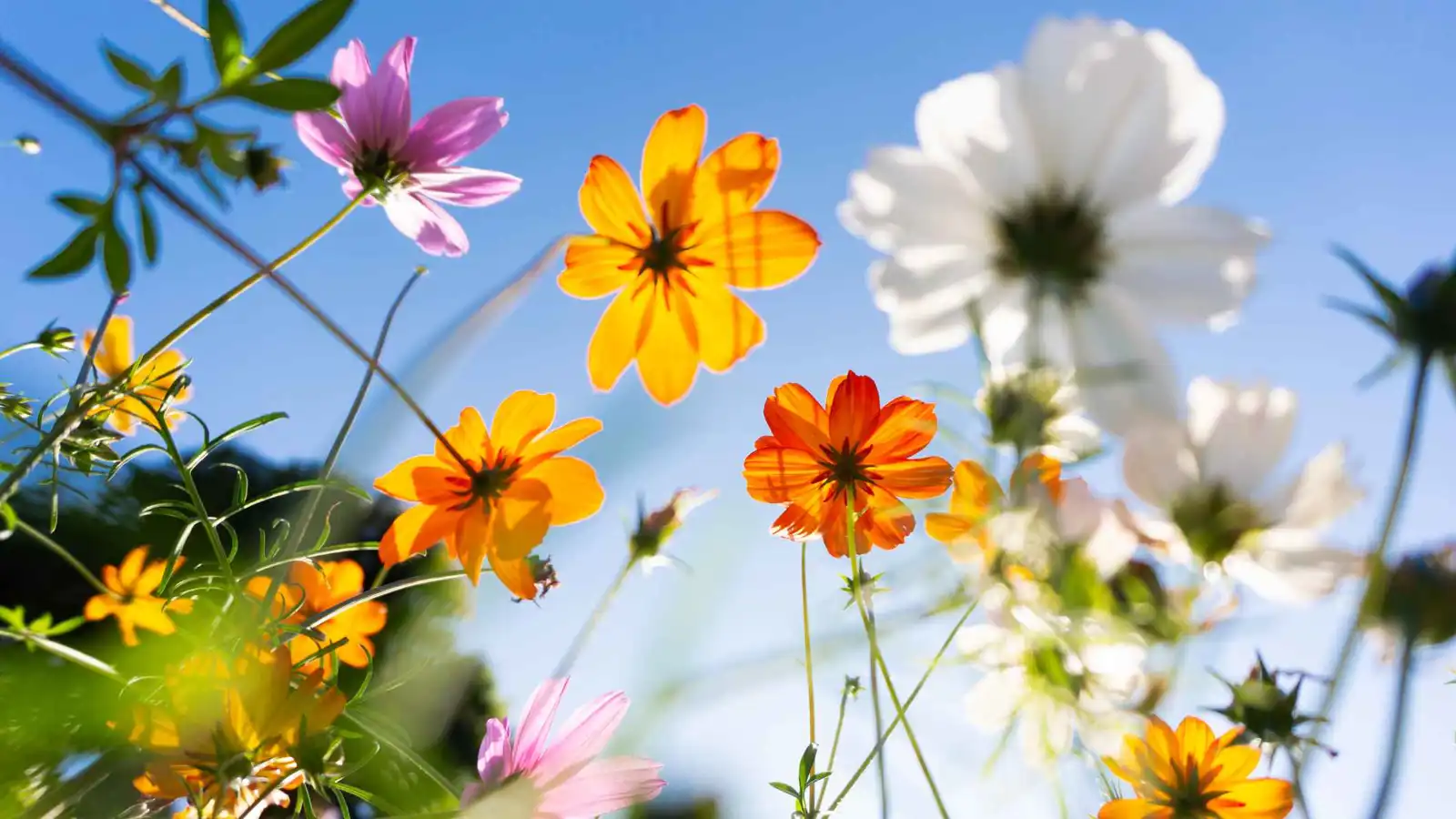 "خميس النبات والنيسنة".. طقوس سورية تراثية لاستقبال فصل الربيع (فيديو)