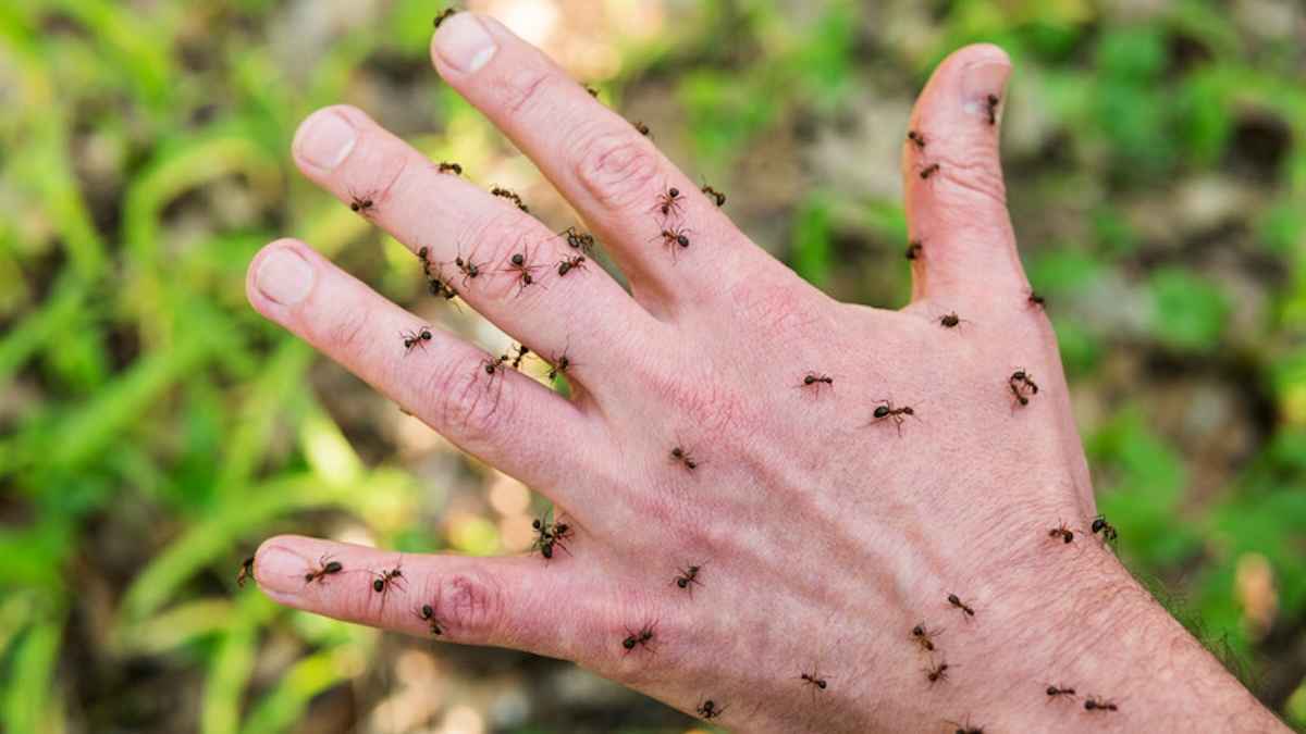 لماذا نشعر بالحكة لمجرد التفكير في الحشرات؟