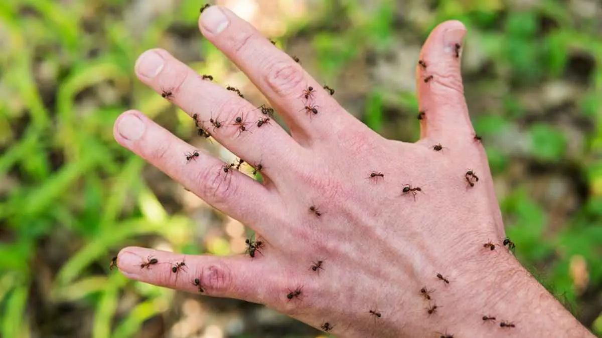 لماذا نشعر بالحكة لمجرد التفكير في الحشرات؟