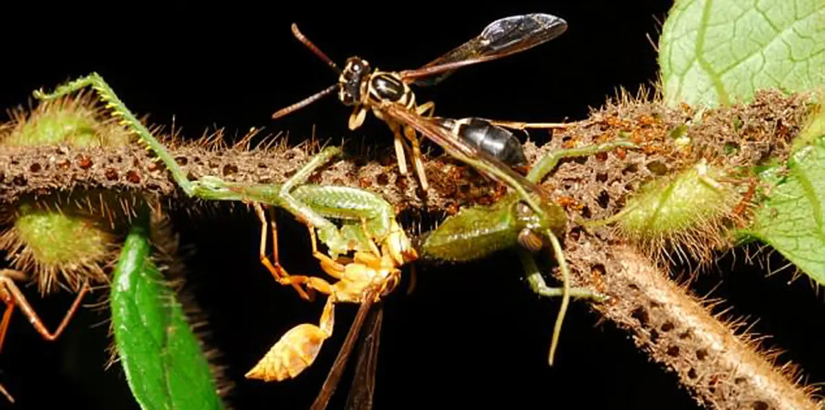 شاهد كيف ينصب النمل فخاخًا لأعدائه (صور)