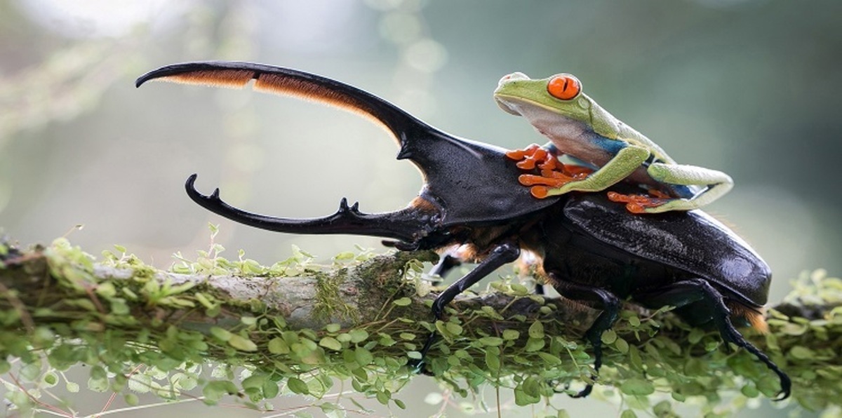 الخنافس تهدّد غابة بولندية عمرها 8000 عام