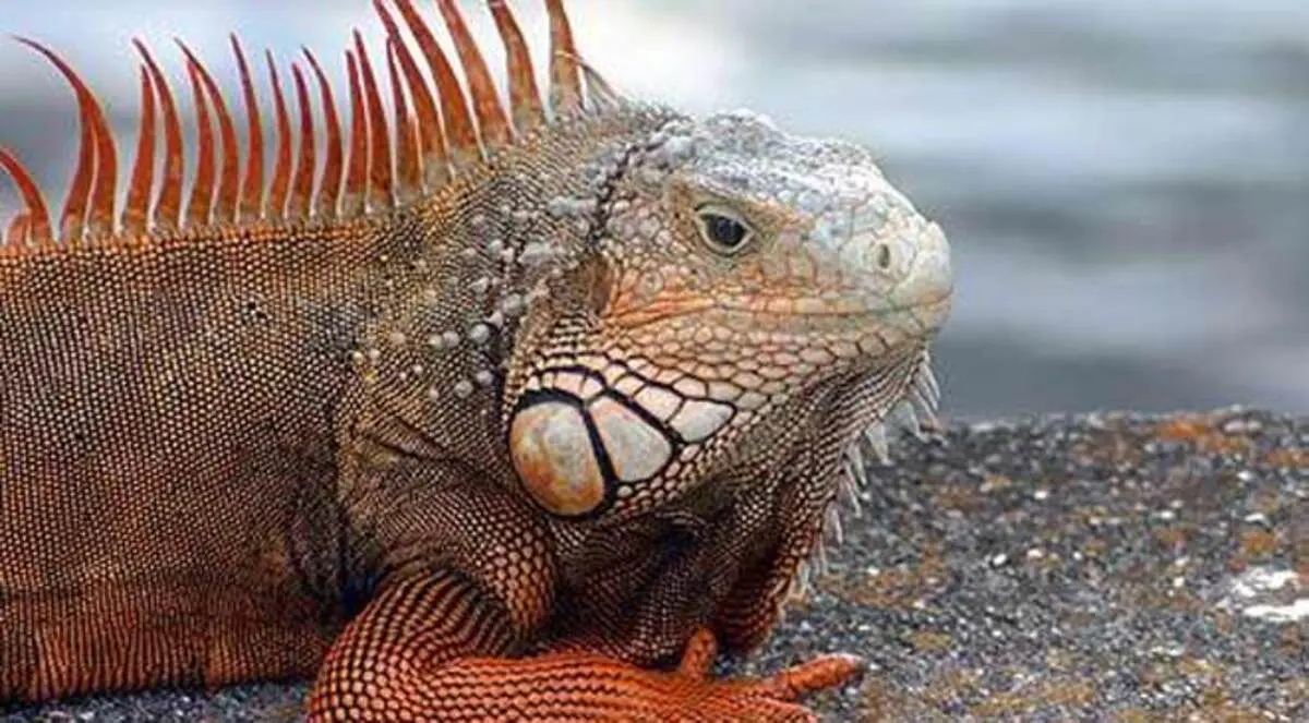 أضخم السلاحف والسحالي في جزر غالاباغوس