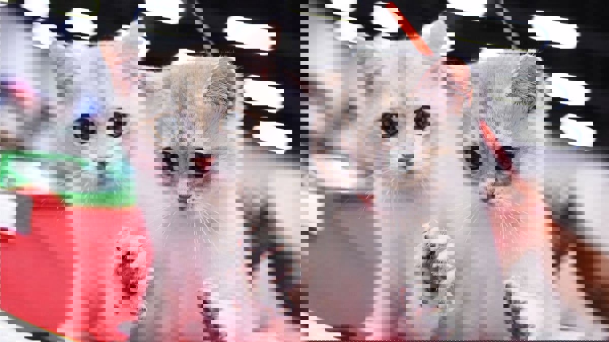 في حادثة غريبة.. إلقاء القبض على معلمة تحتجز أكثر من 300 حيوان