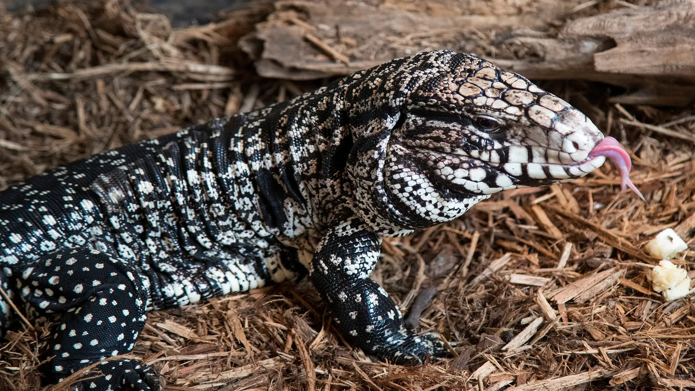 تهدد البيئة.. العثور على سحلية "تيغو" الغازية شمال كاليفورنيا