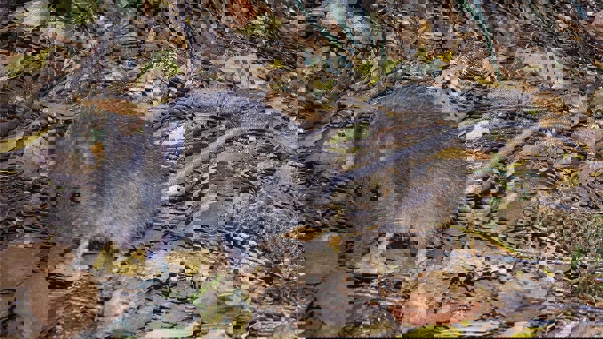 الجرذان تغزو قرى ساحلية في أستراليا