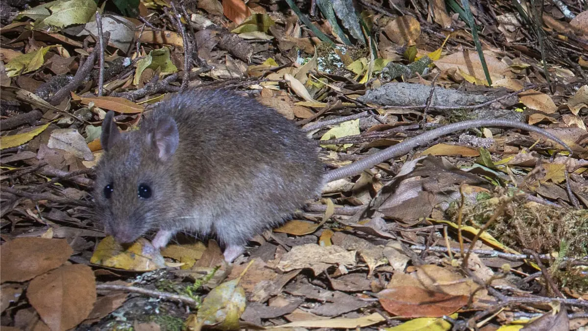 الجرذان تغزو قرى ساحلية في أستراليا