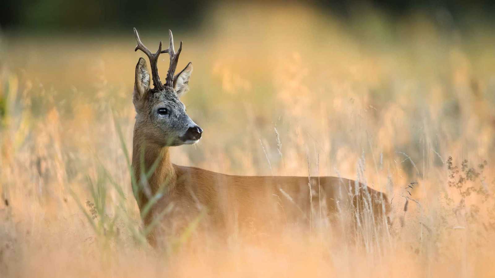 رغم خطر انقراضها.. لحوم الغزلان مطلوبة على موائد العراقيين