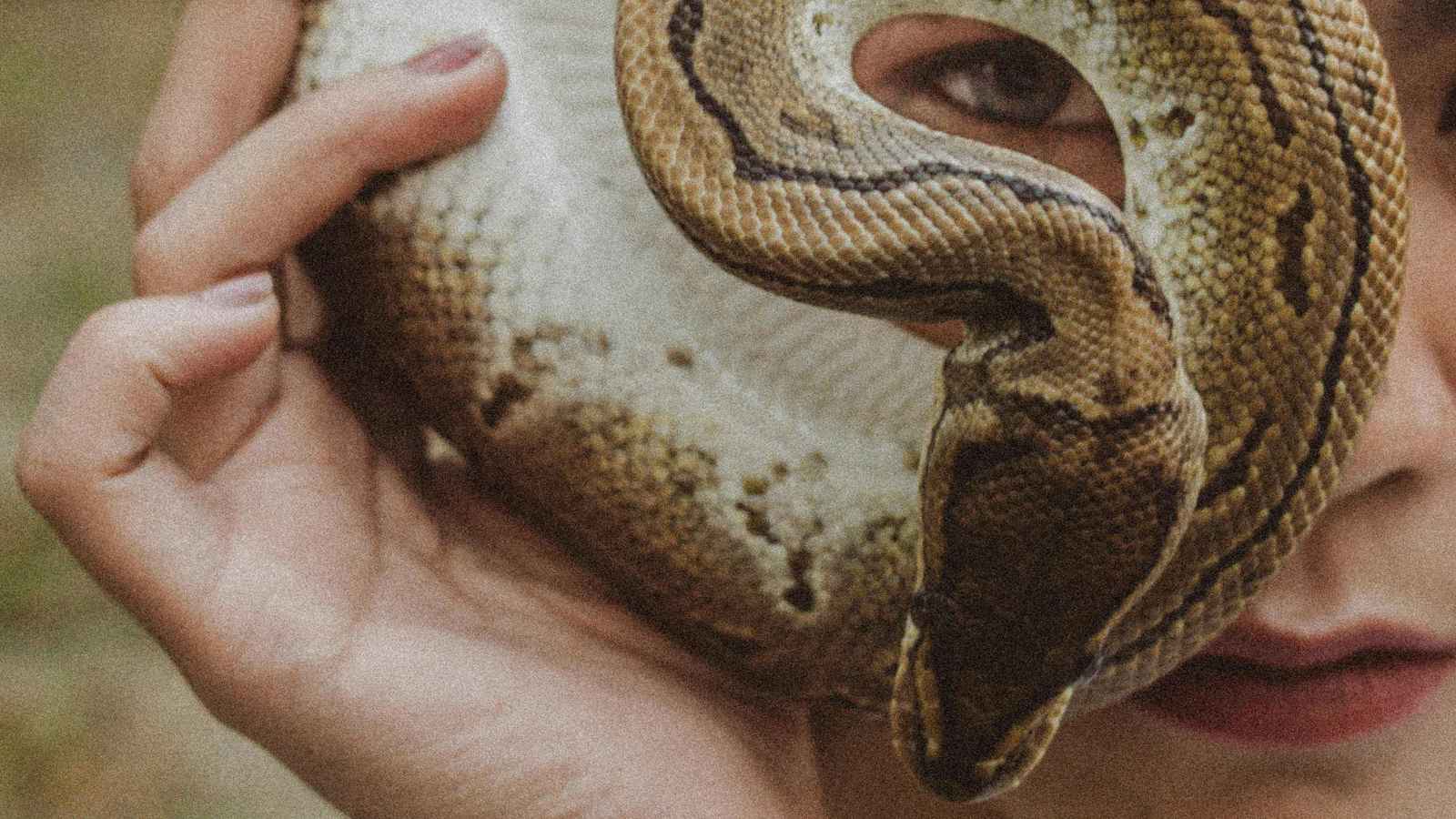 كتاب جديد يكشف خفايا عالم الثعابين وأسرارها البيولوجية