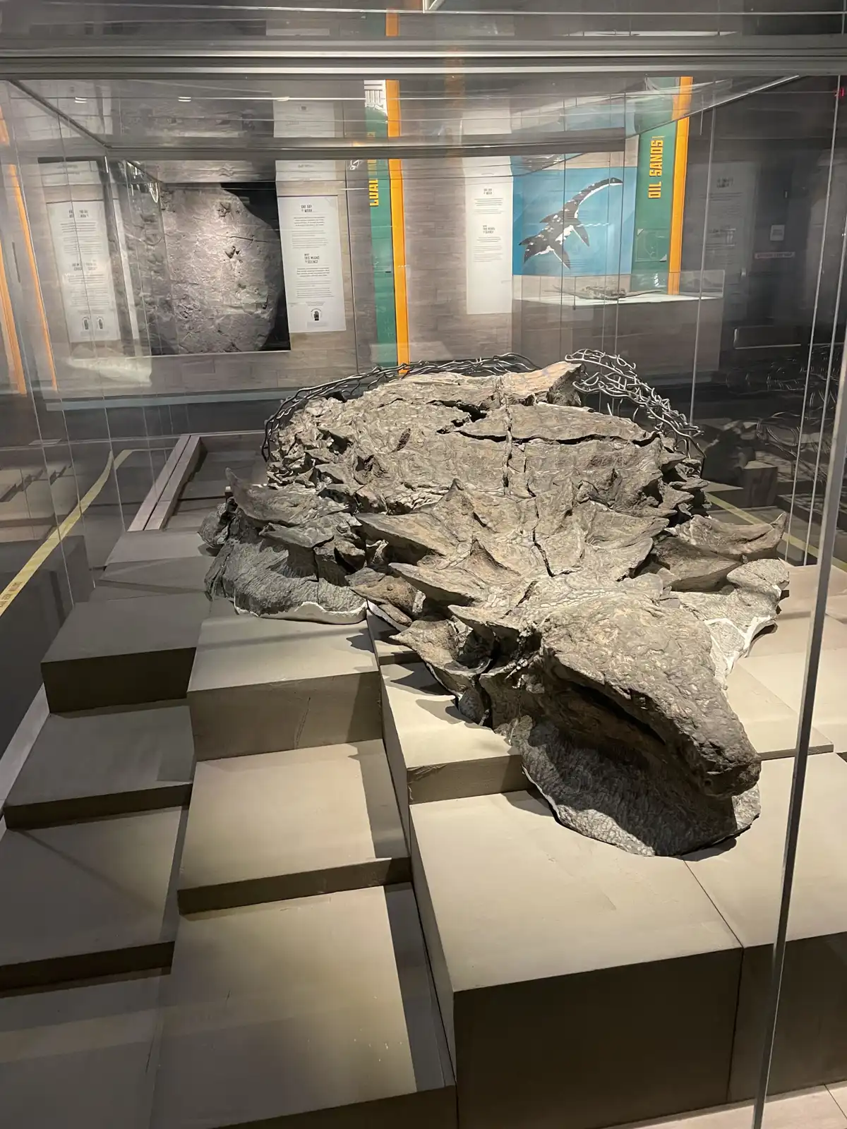 مومياء ديناصور نادرة تعود إلى أكثر من 110 ملايين سنة