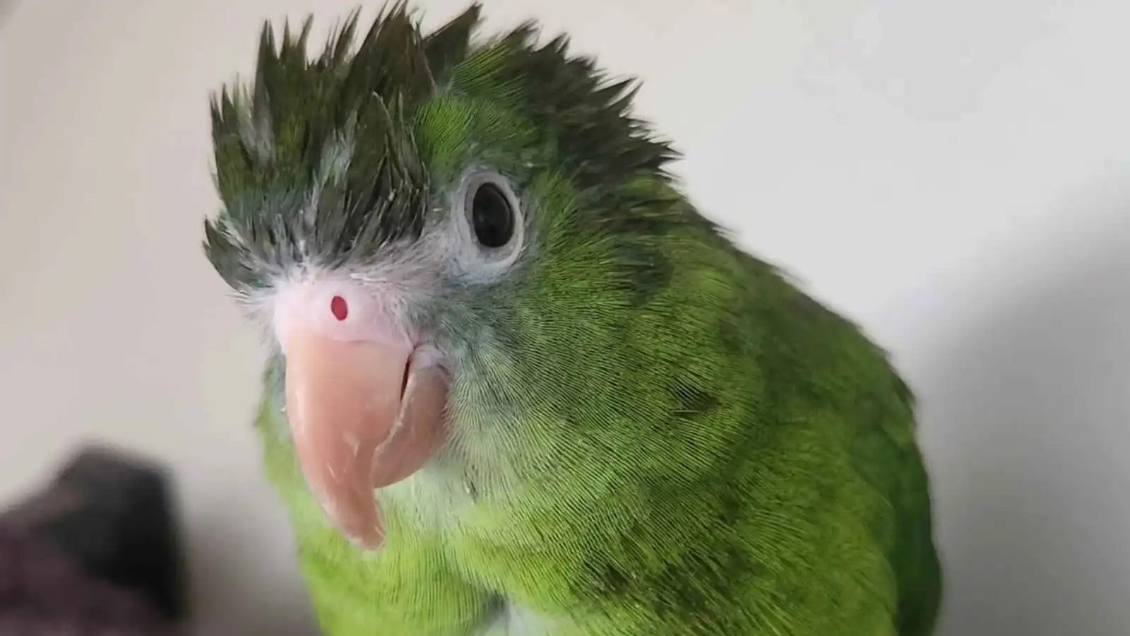 من الغوص في المحيط إلى القفز بالمظلات.. ببغاء يقلب الإنترنت (فيديو)