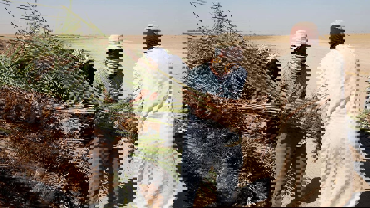 مزارعون إيرانيون يضطرون إلى تصدير أشجار النخيل إلى الخليج بسبب "ندرة المياه"