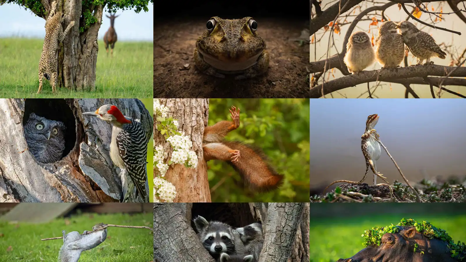 "غوريلا راقصة" تتصدر جوائز نيكون للحياة البرية الكوميدية (صور)