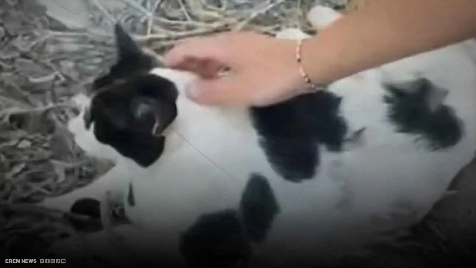 سمين وشواربه لافتة.. قط يتحول لمعلم سياحي في جزيرة يونانية