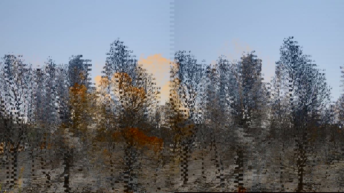 مستقبل غامض ينتظر غابات الفلين في تونس 
