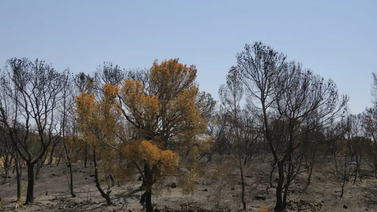 مستقبل غامض ينتظر غابات الفلين في تونس 
