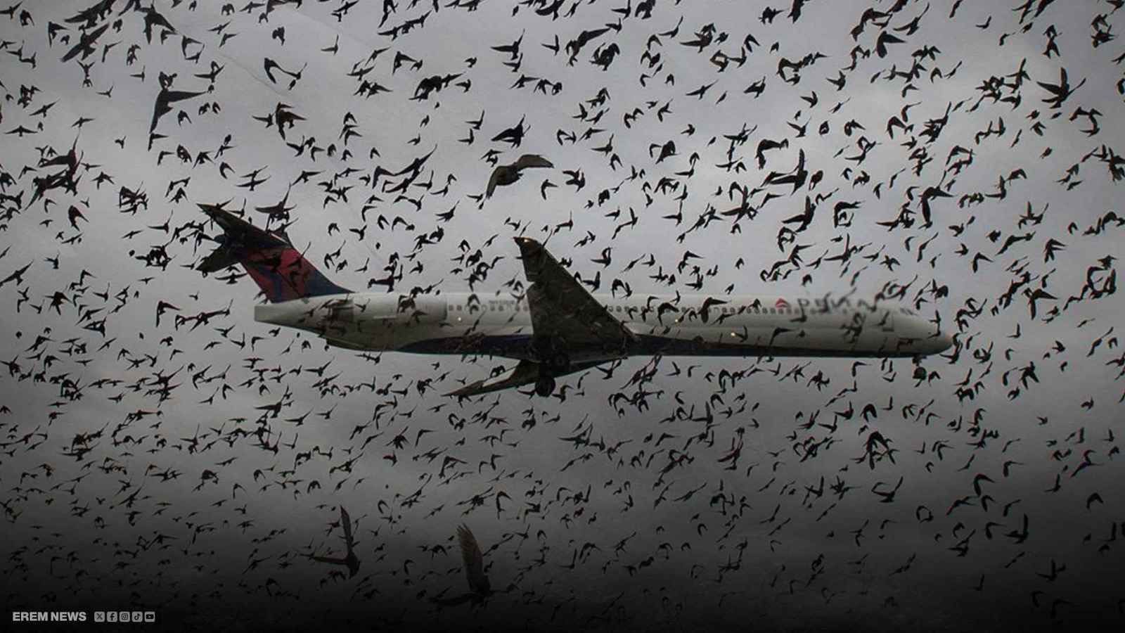 ضيف من غير موعد.. كيف تؤرق "الطيور" حركة الطائرات وتزيد من كوارثها؟