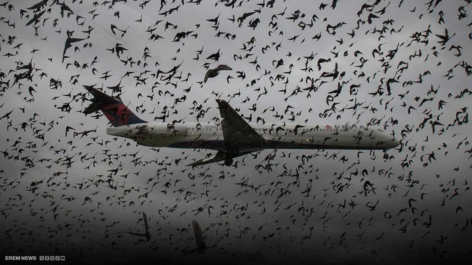 ضيف من غير موعد.. كيف تؤرق "الطيور" حركة الطائرات وتزيد من كوارثها؟