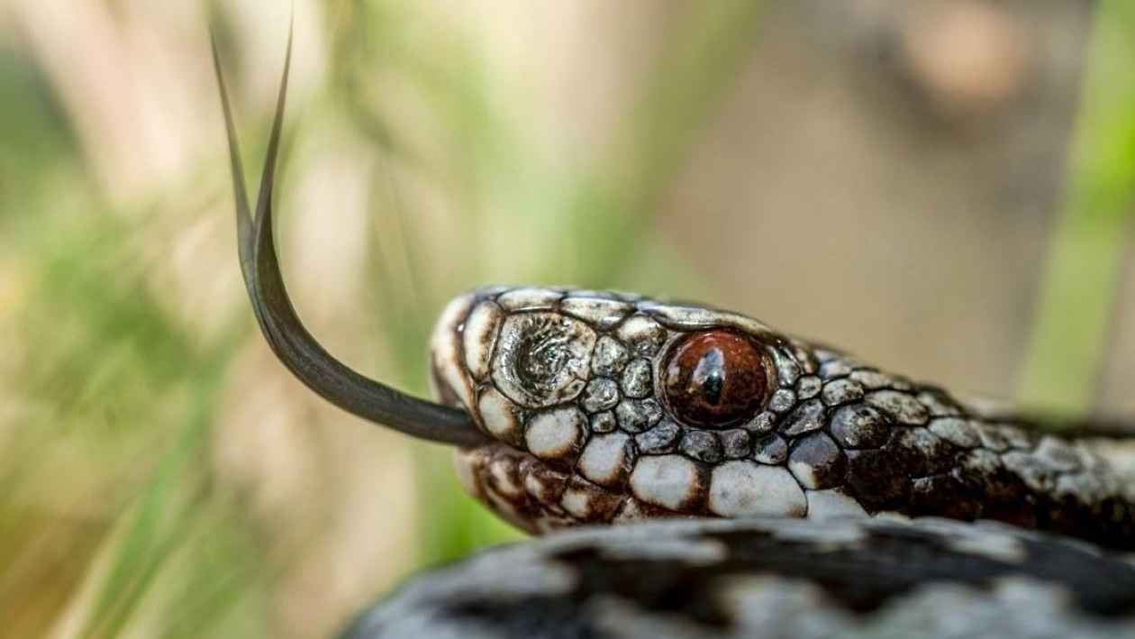 وفاة طفل و44 إصابة.. "أفاعي الربيع" تستيقظ في الأردن