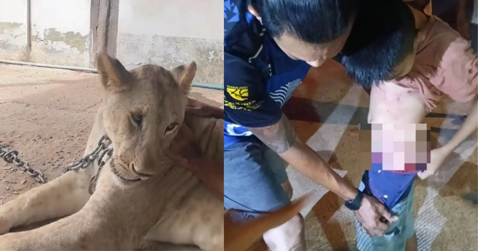 اللبؤة والطفل