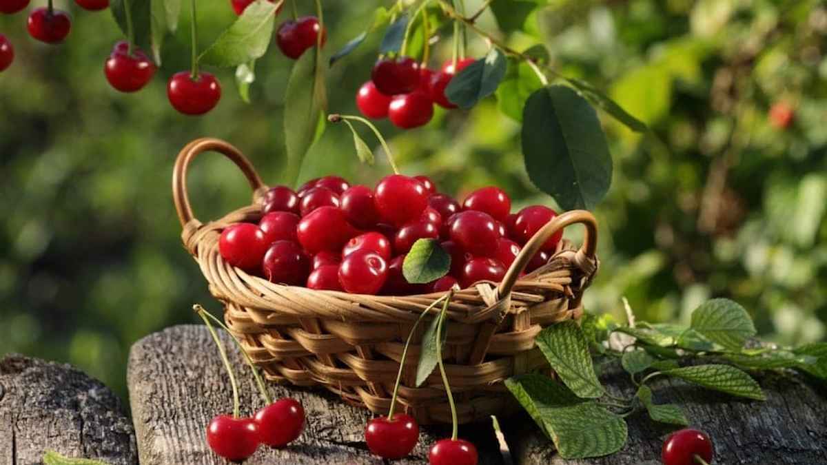 أكثر من مجرد نكهة غنية.. فوائد مذهلة للكرز لا يعرفها كثيرون