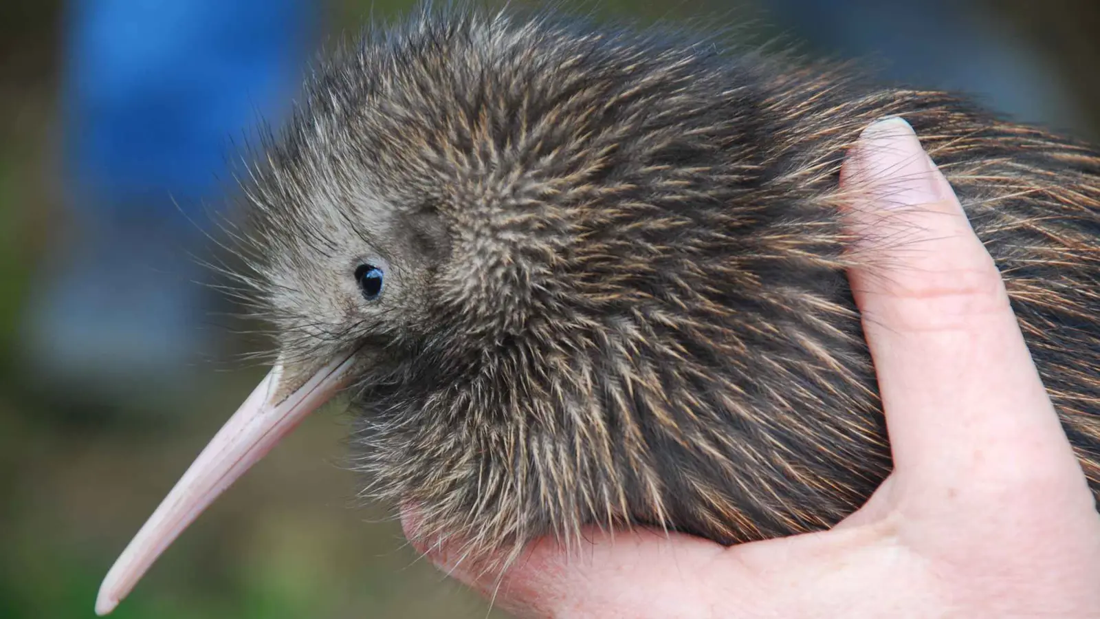 بعد 50 عاماً من الغياب.. العثور على طائر كيوي نادر في نيوزيلندا