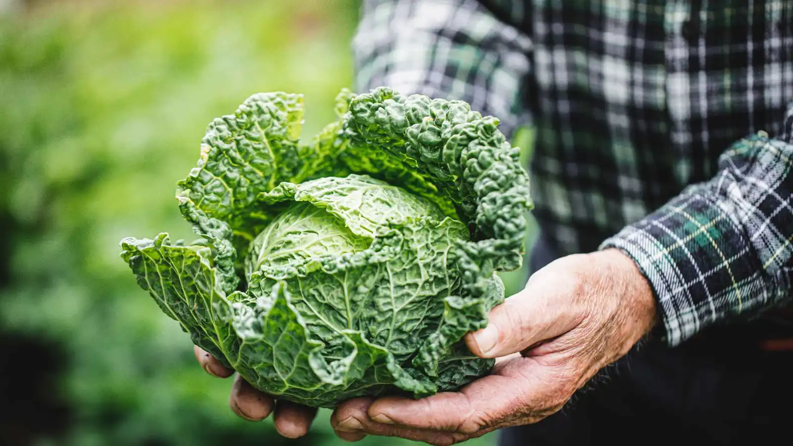 "كابيجكور".. كيف أصبح الملفوف ترند العام 2026؟