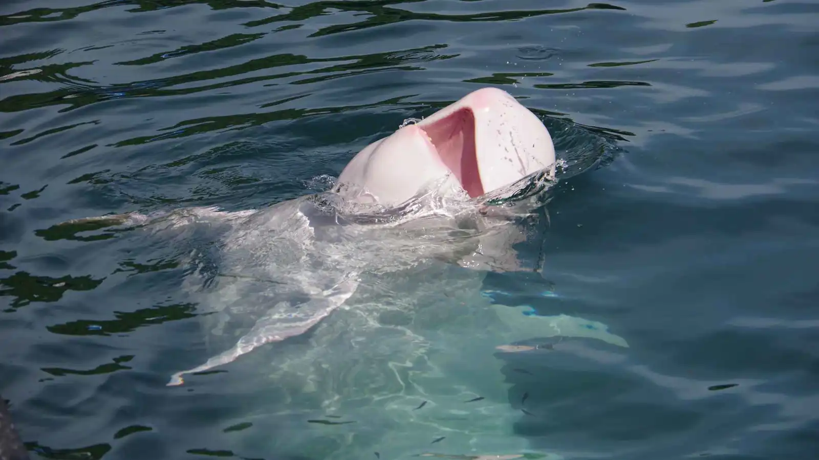 دولفين نادر يظهر في سواحل دهب بعد غياب سنوات (فيديو)