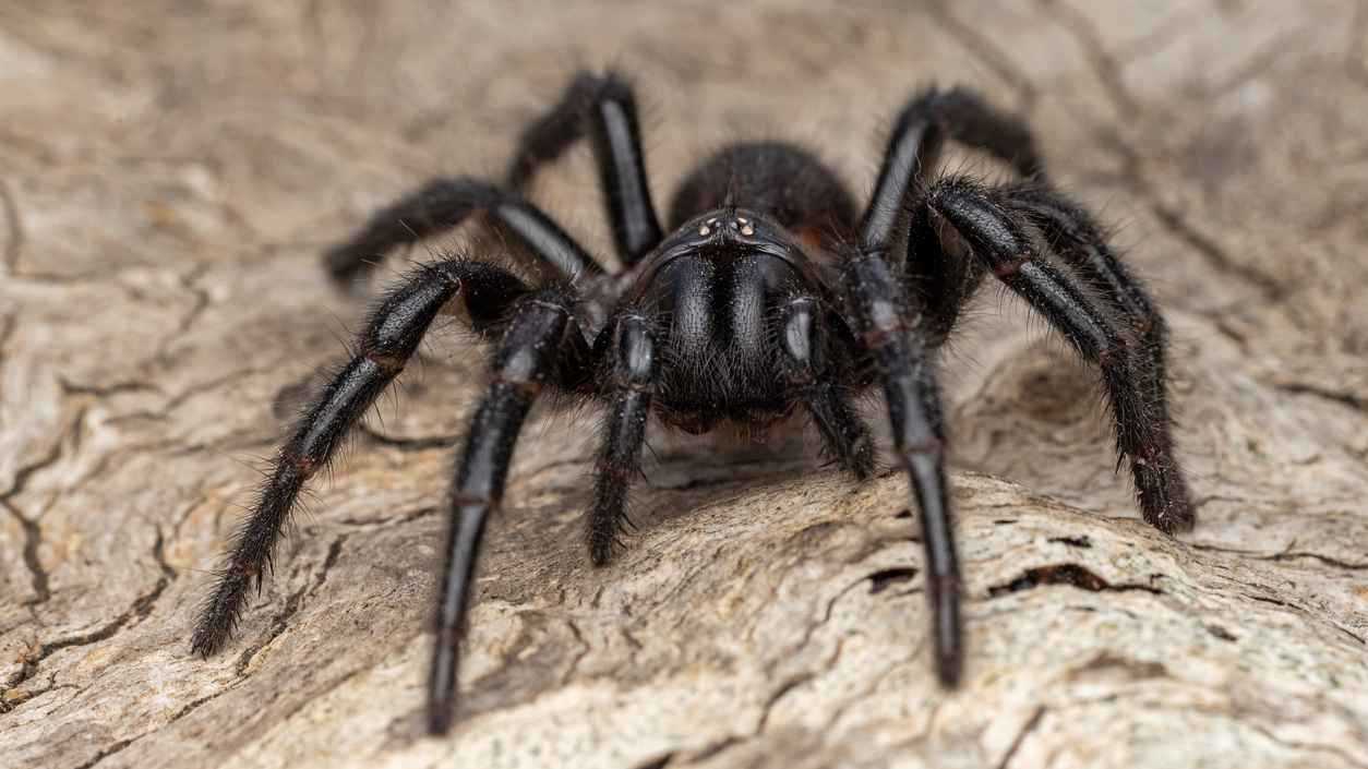وفاة رجل بلدغة عنكبوت اشتراه عبر الإنترنت