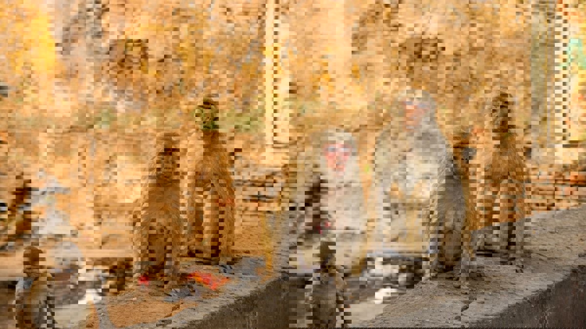 الهند.. قرود تهاجم منزلا وتقتل رضيعا بشكل مأساوي