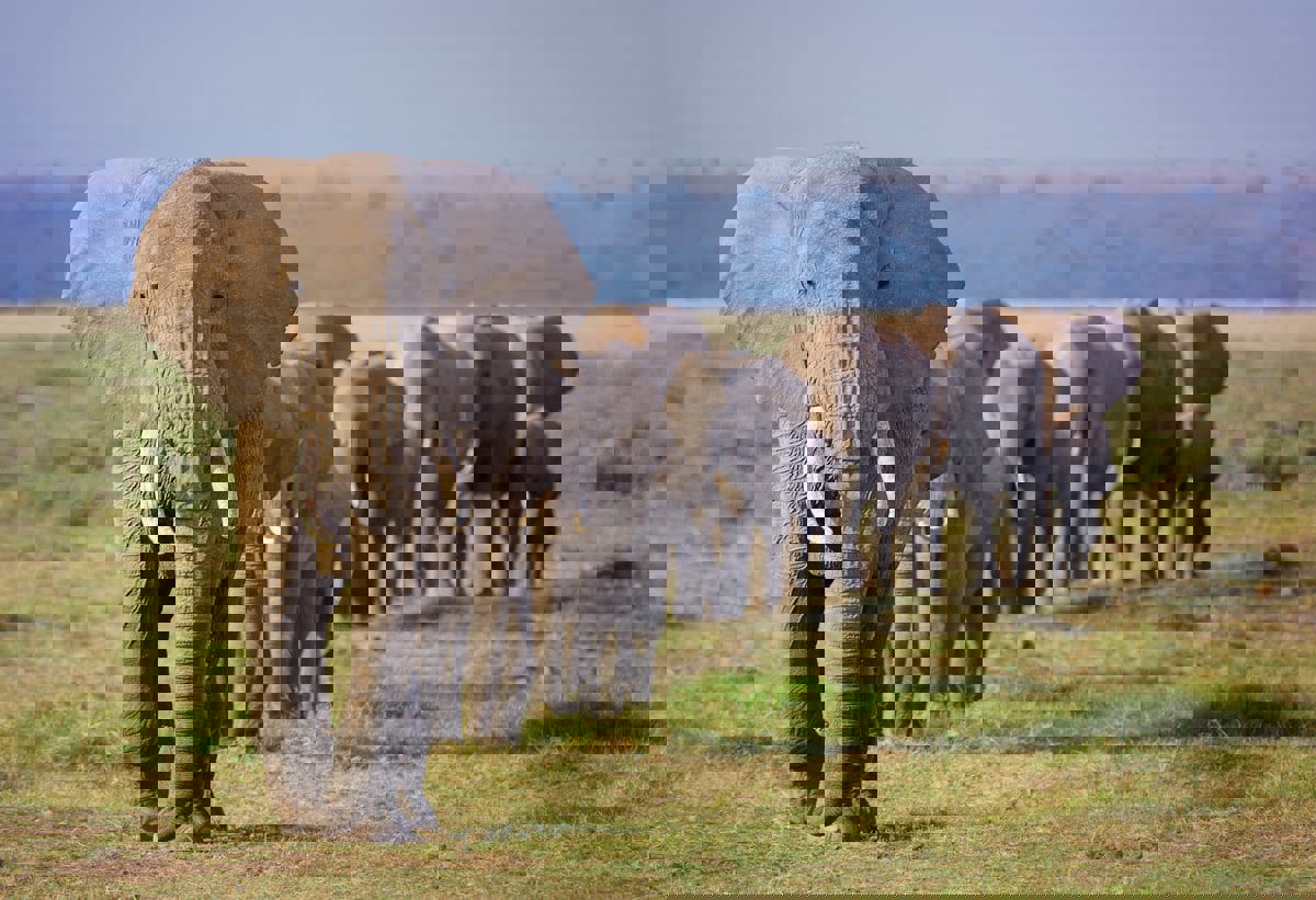 تماما كالبشر.. الأفيال تنادي بعضها باستخدام الأسماء