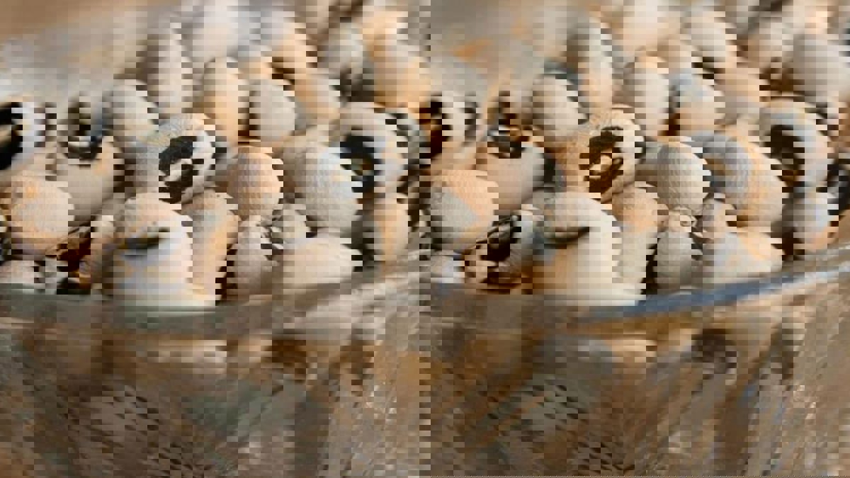 البازلاء ذات العيون السوداء بديلا نظيفا للأسمدة الملوثة للبيئة