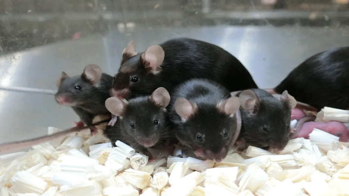 مفاجأة علمية.. الحيوانات المنوية يمكن أن تعيش على المريخ 200 عام