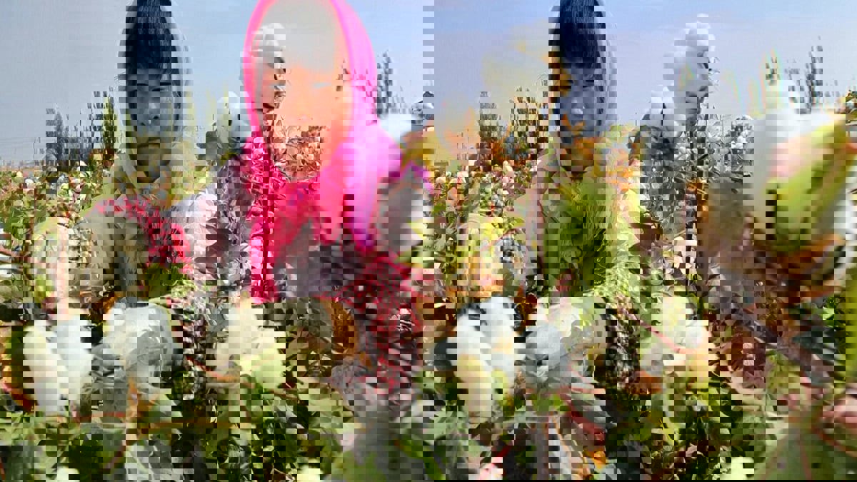 دراسة أمريكية: 570 ألفا من الأويغور في الصين أرغموا على العمل في حقول القطن