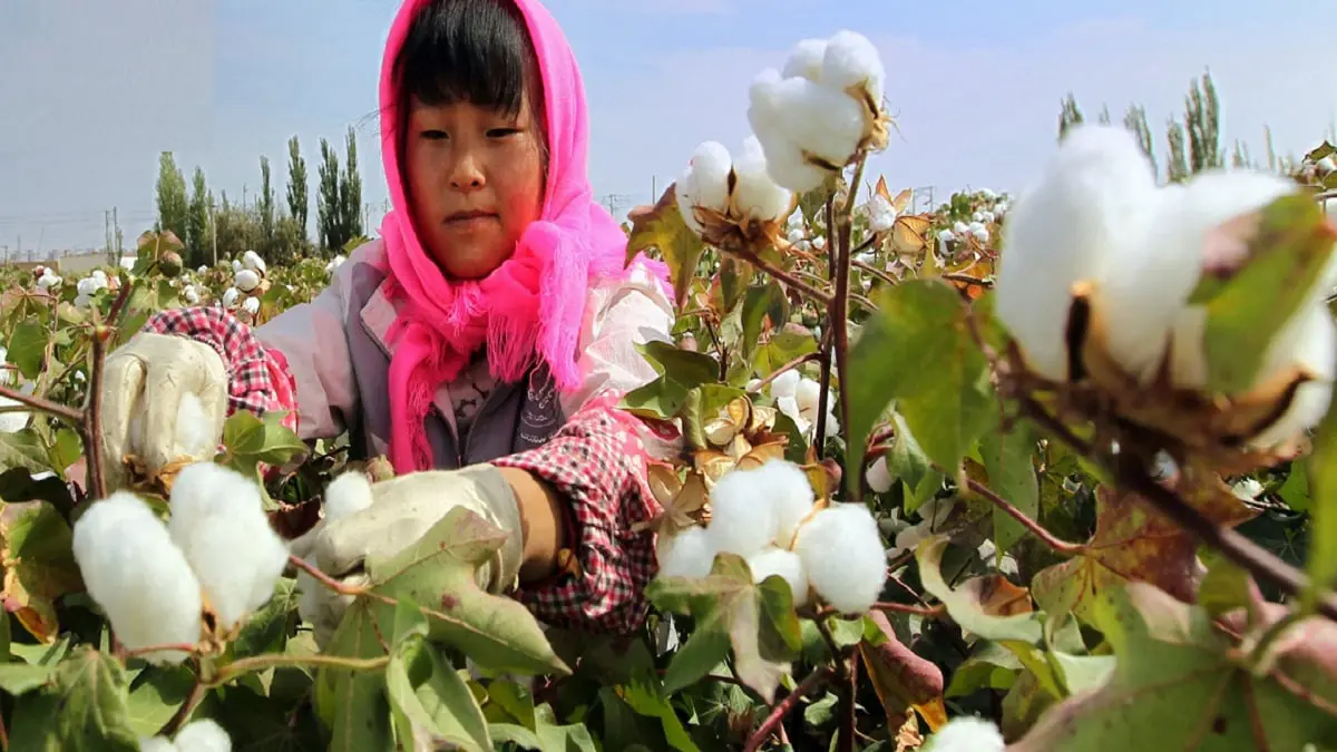 دراسة أمريكية: 570 ألفا من الأويغور في الصين أرغموا على العمل في حقول القطن
