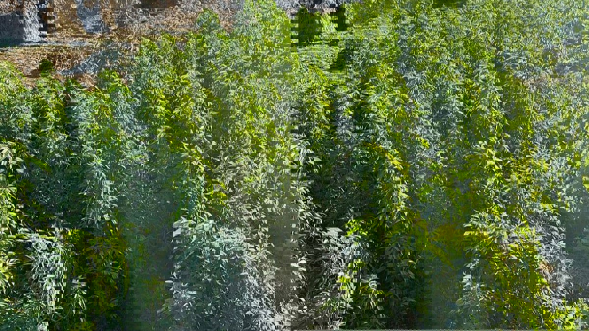 "جزيرة المخدرات" في قبضة الشرطة المصرية 