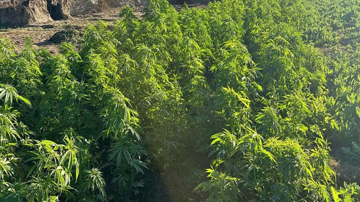 "جزيرة المخدرات" في قبضة الشرطة المصرية 