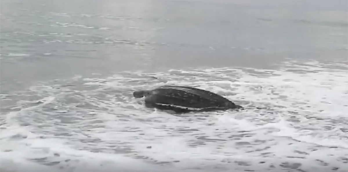 شاهد بالفيديو.. أكبر سلحفاة في العالم تفاجئ السياح