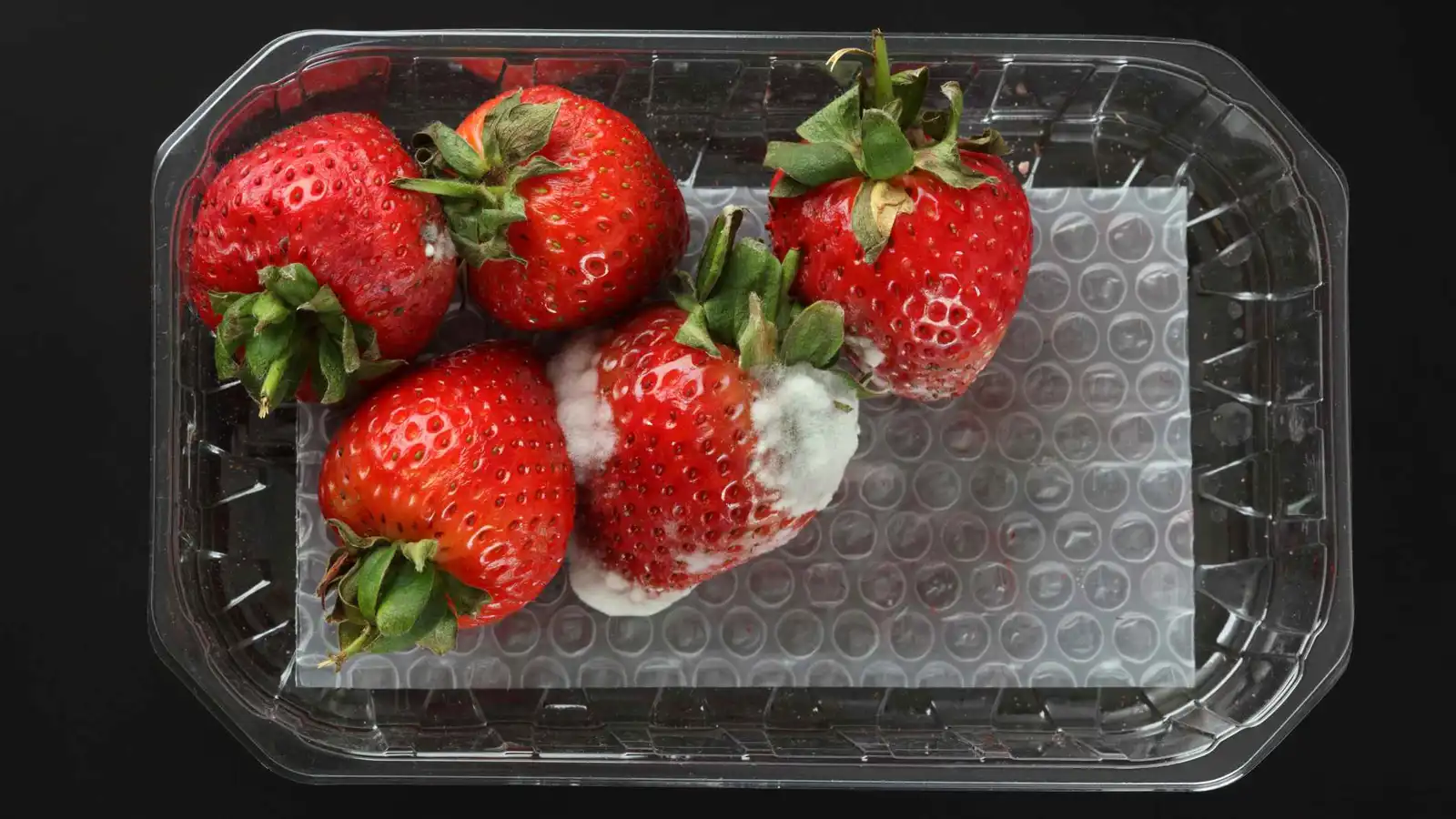 هل ثمرة توت متعفنة تفسد محتوى العبوة كاملا؟.. الخبراء يجيبون