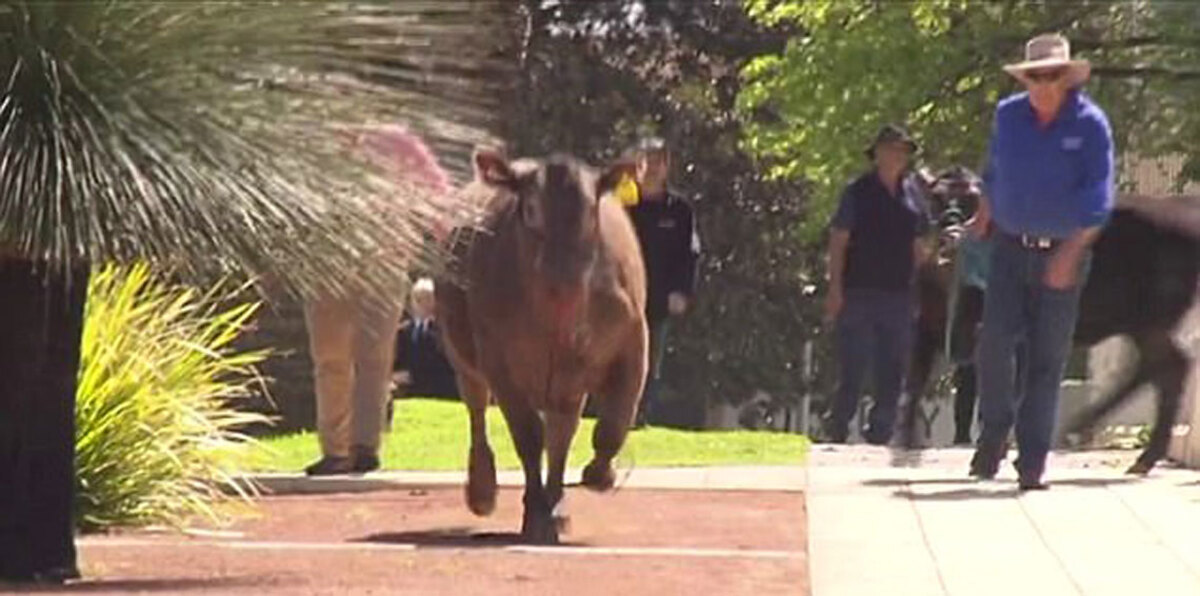 بالفيديو.. بقرة معروضة في حفل خيري تسبب الفوضى بمحيط البرلمان الأسترالي