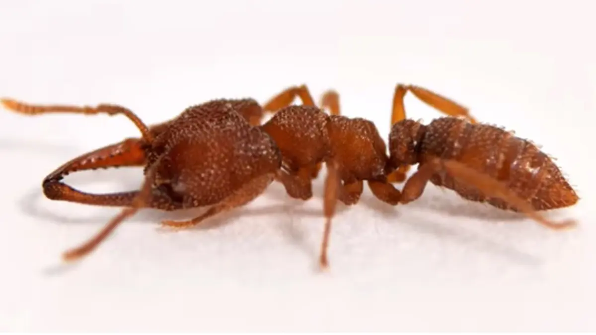 هذه الحشرة الصغيرة هي الأسرع على وجه الأرض  (فيديو)