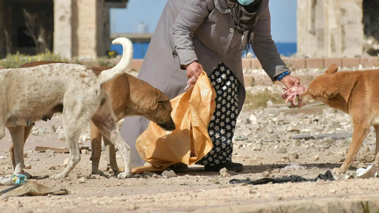 وفاة طفلة سورية بعد تعرضها لهجوم كلاب ضالة (فيديو)