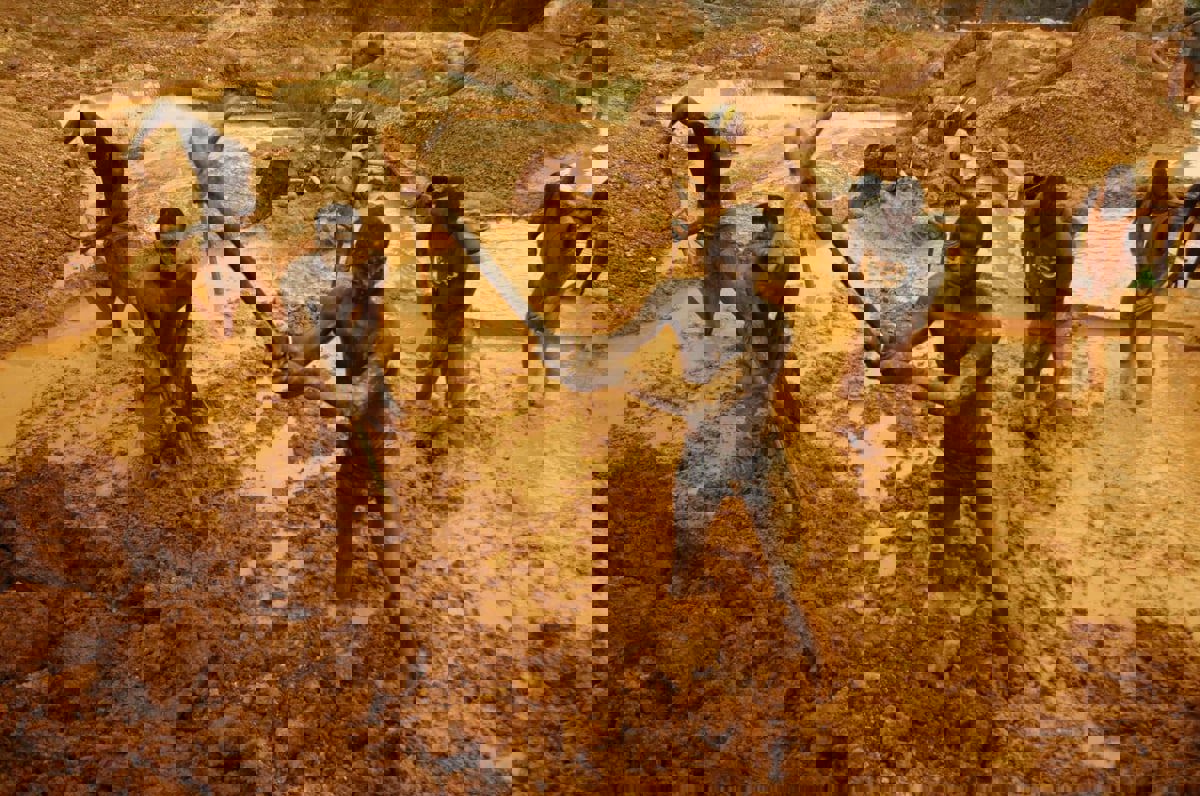 دول أفريقية تواجه التضخم والعقوبات بالذهب