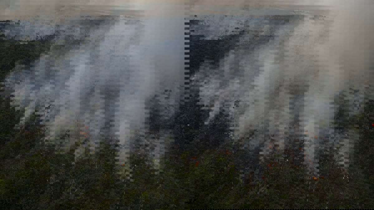 علماء يحذّرون من كارثة تحول غابات الأمازون إلى سافانا