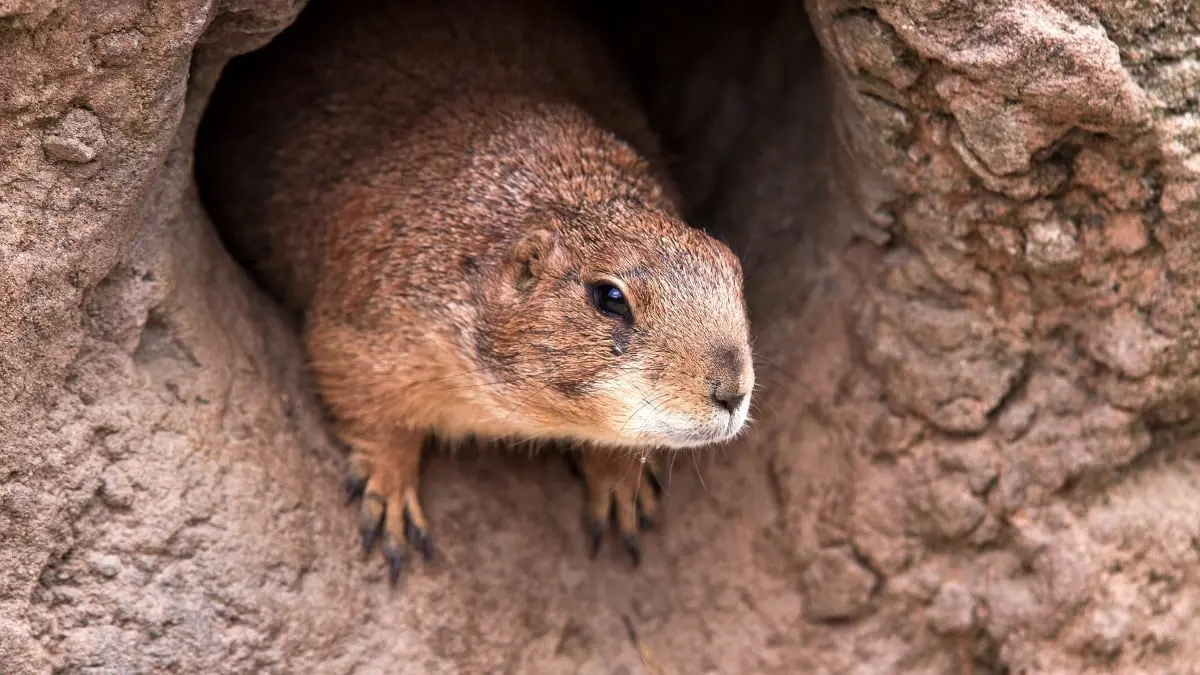 بعد تحذير الصين.. "الصحة العالمية" تعلق بشأن وباء الطاعون الدبلي